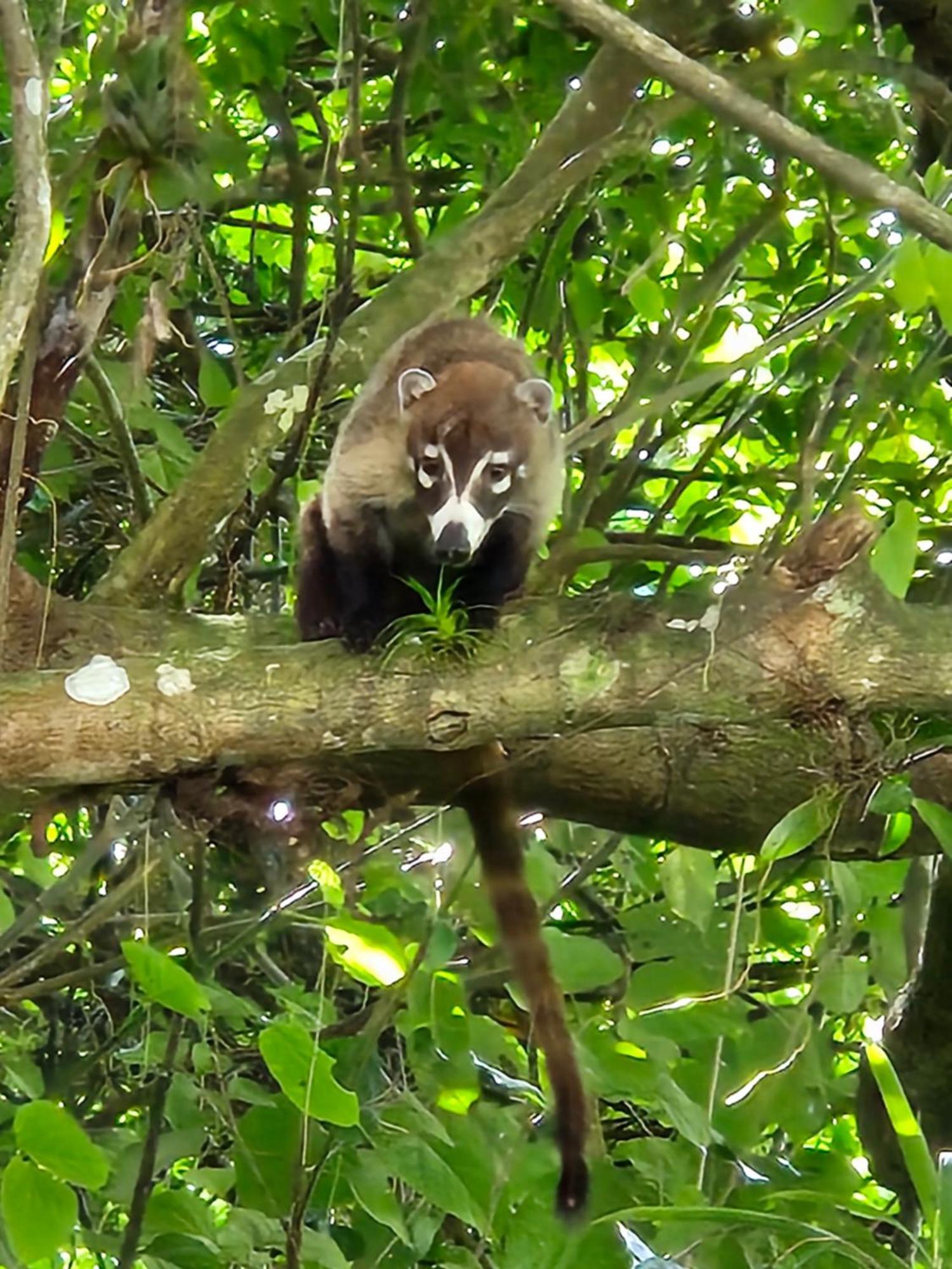 Glamping Monteverde Екстериор снимка