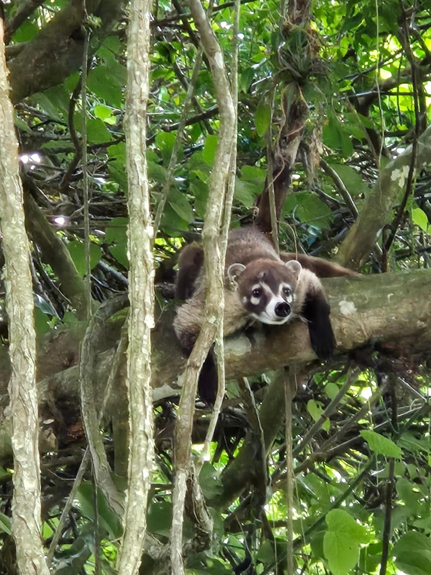 Glamping Monteverde Екстериор снимка